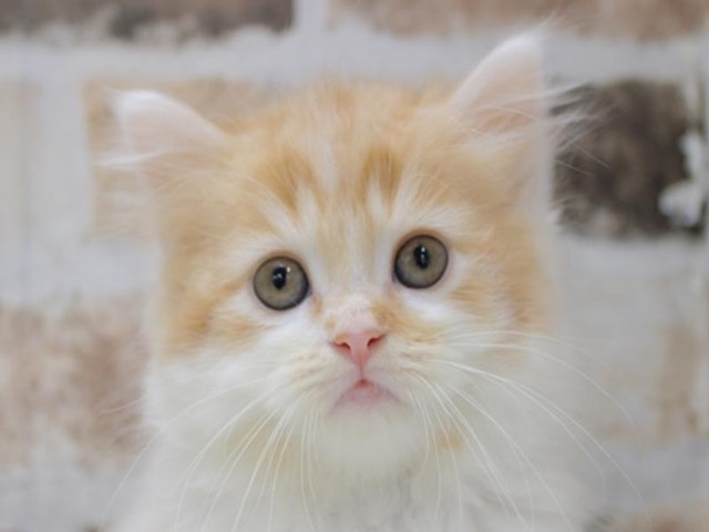 広島県のマンチカン (ペッツワン広島LECT店/2024年1月31日生まれ/男の子/レッドタビーホワイト)の子猫